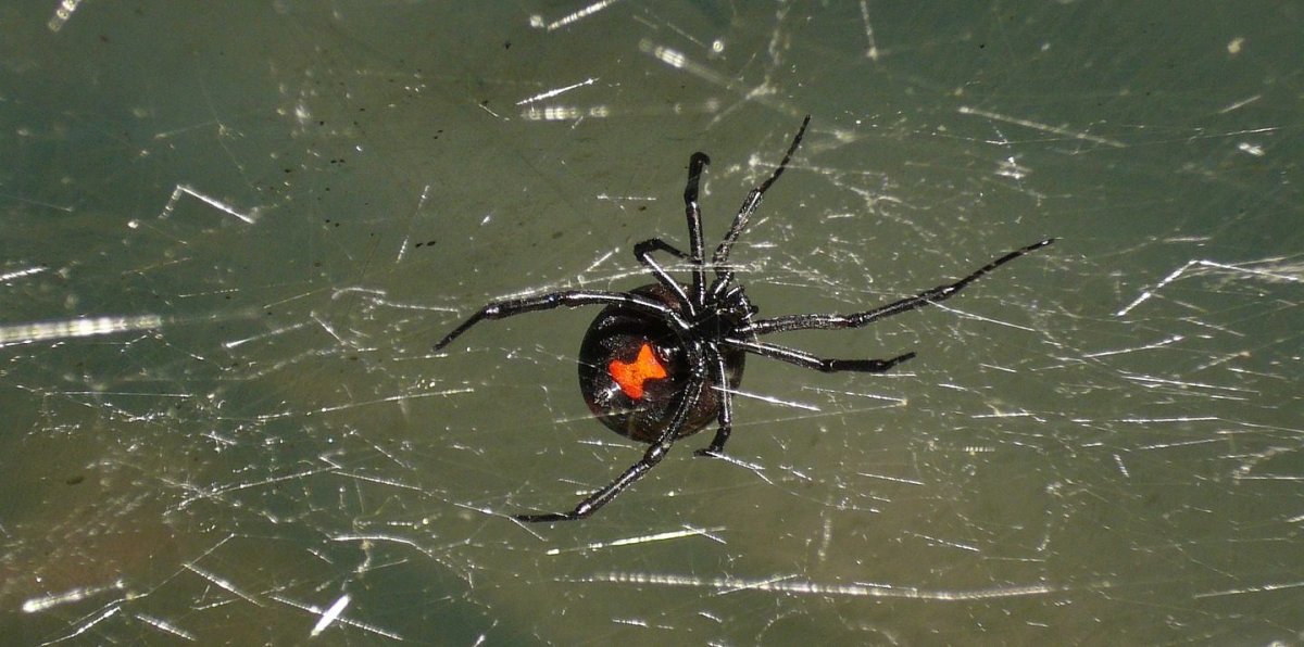 Cheiracanthium punctorium укус