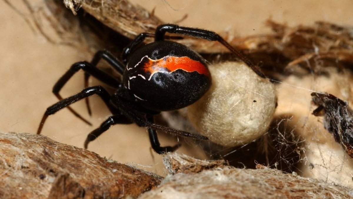 Красноспинный паук черная вдова
