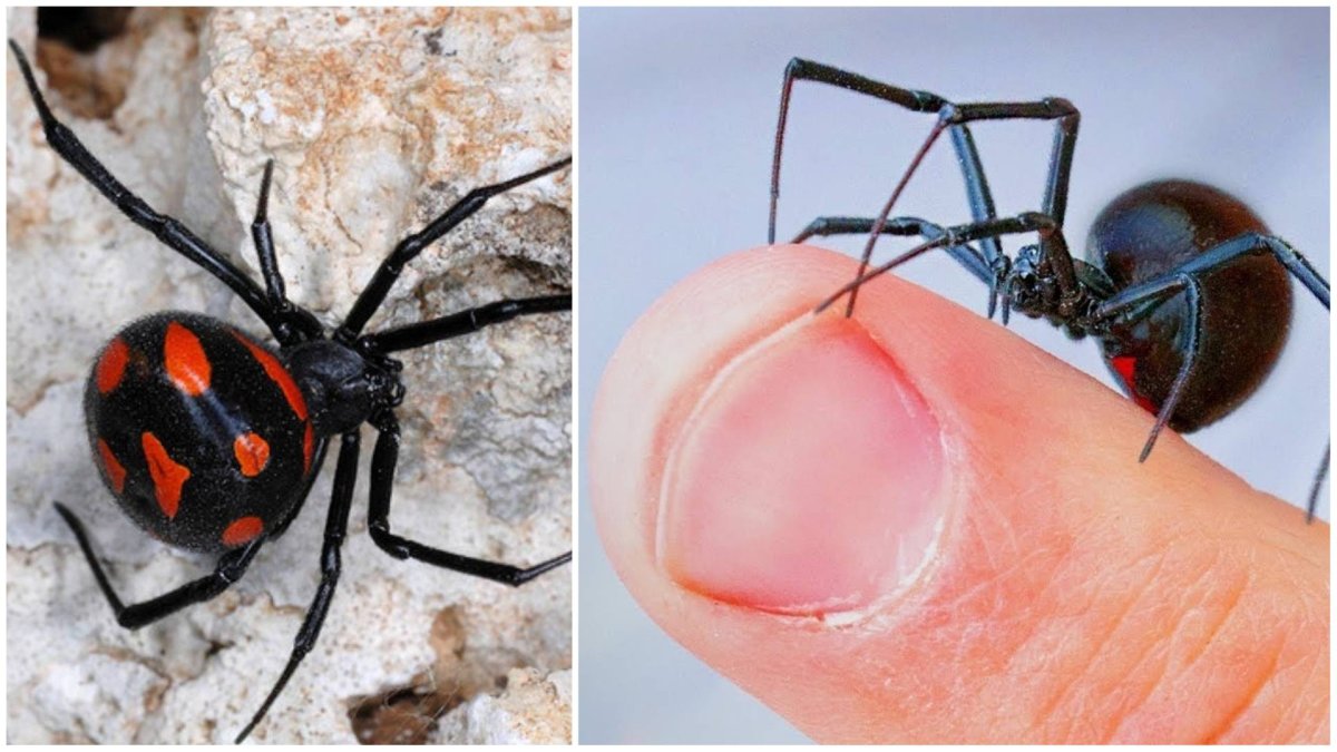 Тарантул Lycosa Narbonensis