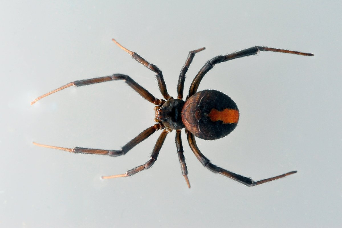 Тарантул Lycosa Narbonensis