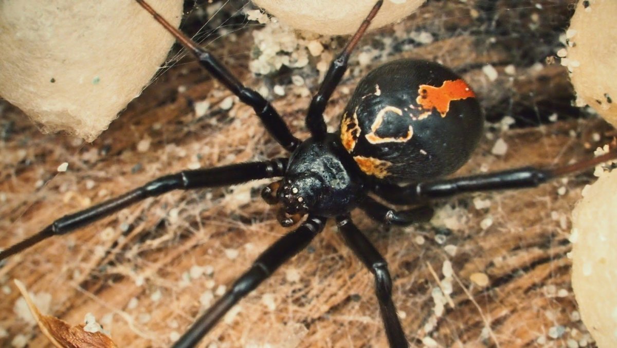 Сольпуга фаланга