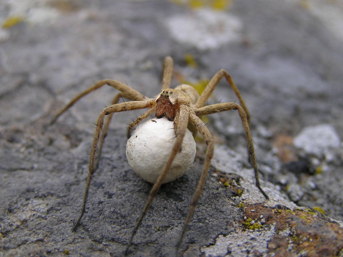 Крестовик четырёхпятнистый Луговой