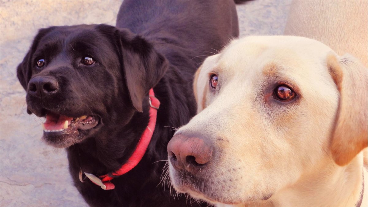 Лабрадор ретривер