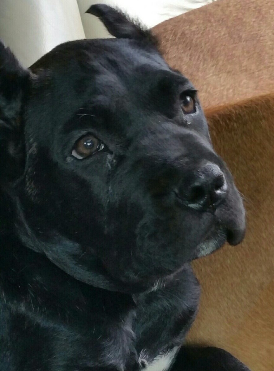 Золотистый ретривер смешной