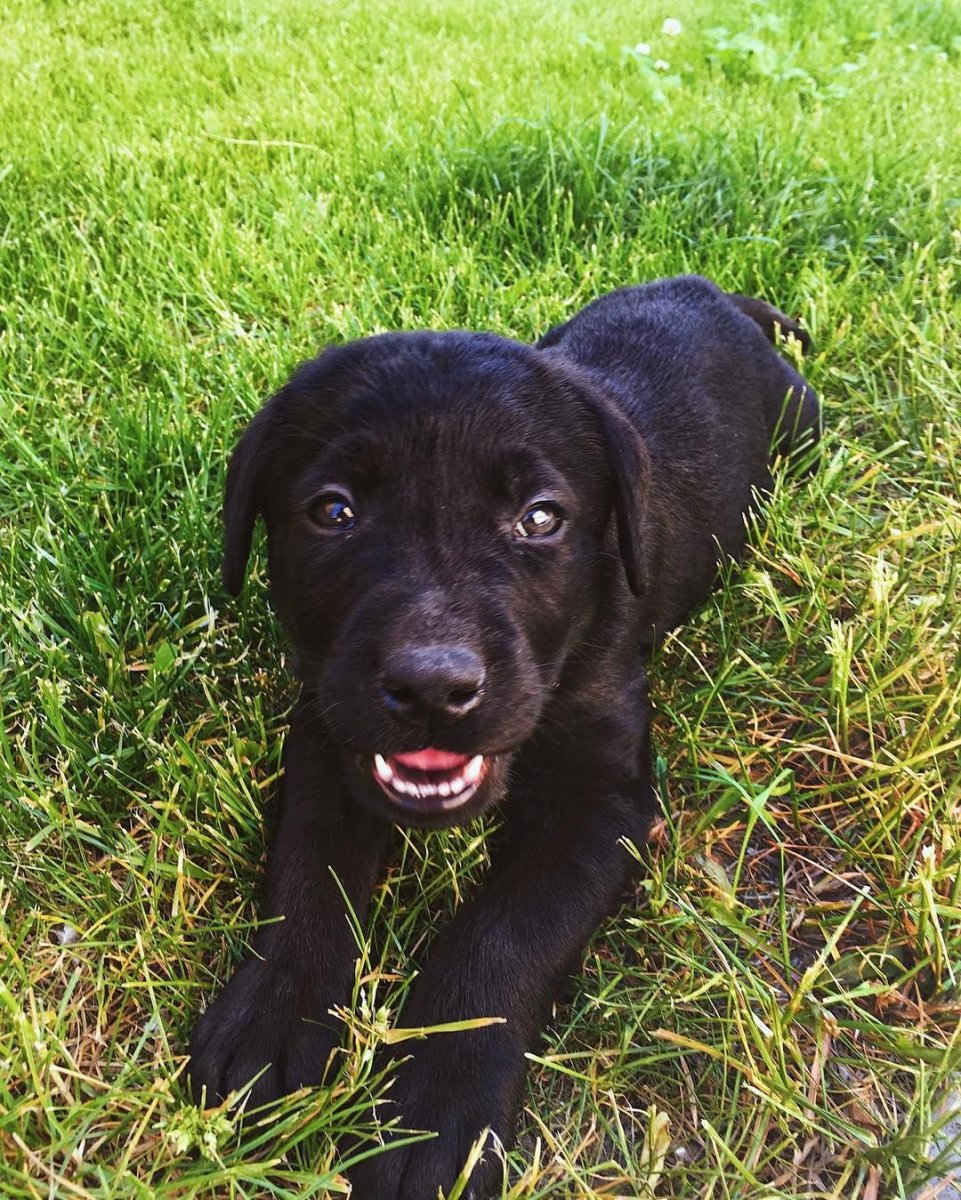 Канадский лабрадор