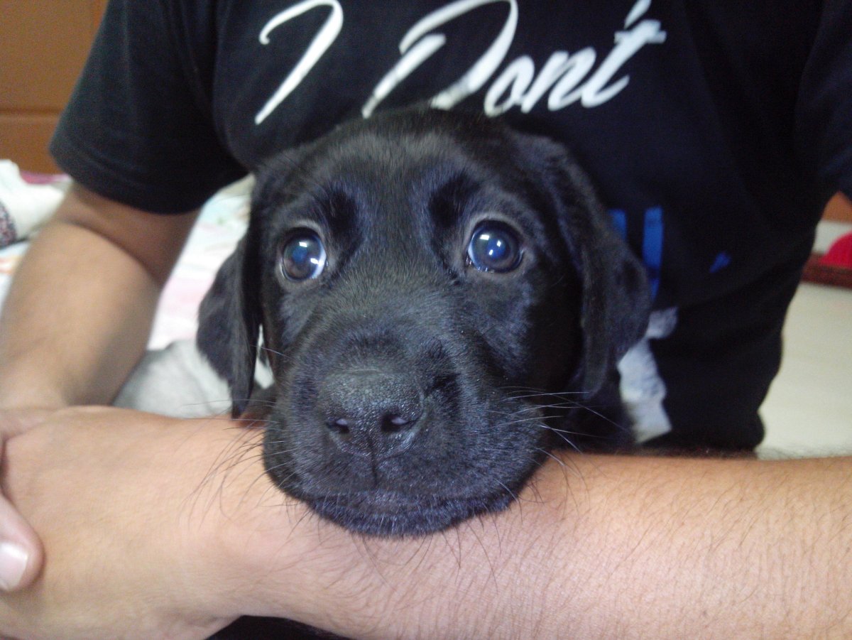 Море лабрадор