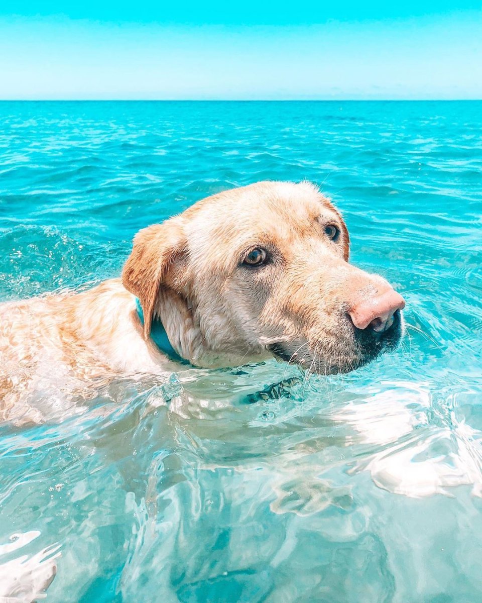 Купированный лабрадор