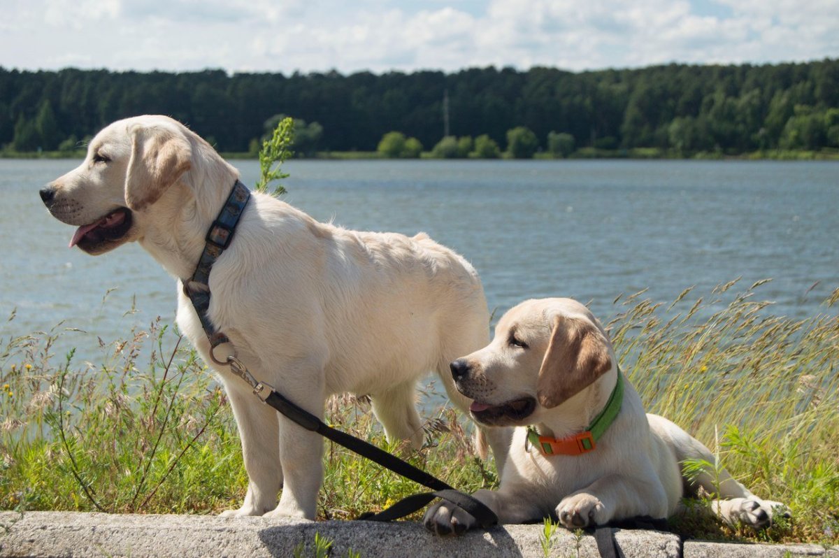 Лабрадор ретривер купированный