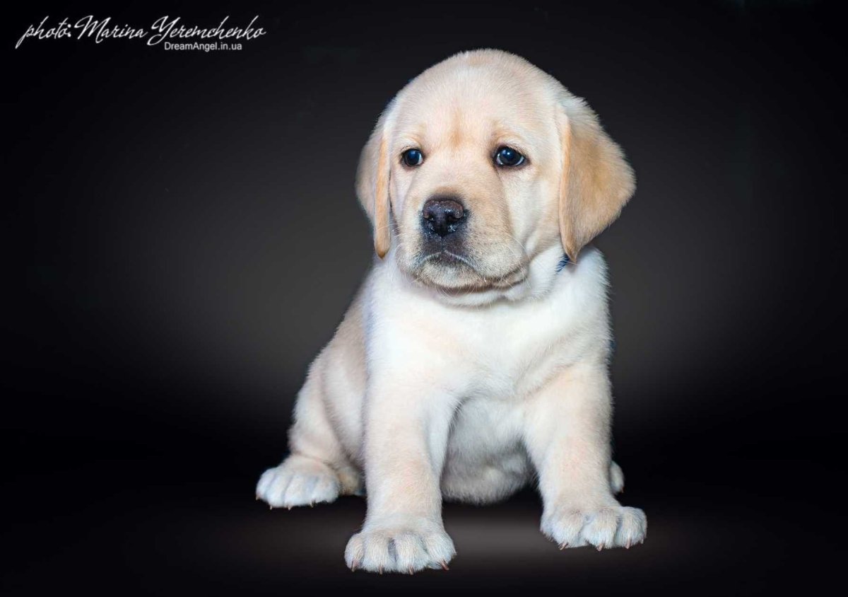 Лабрадор ретривер породы собак