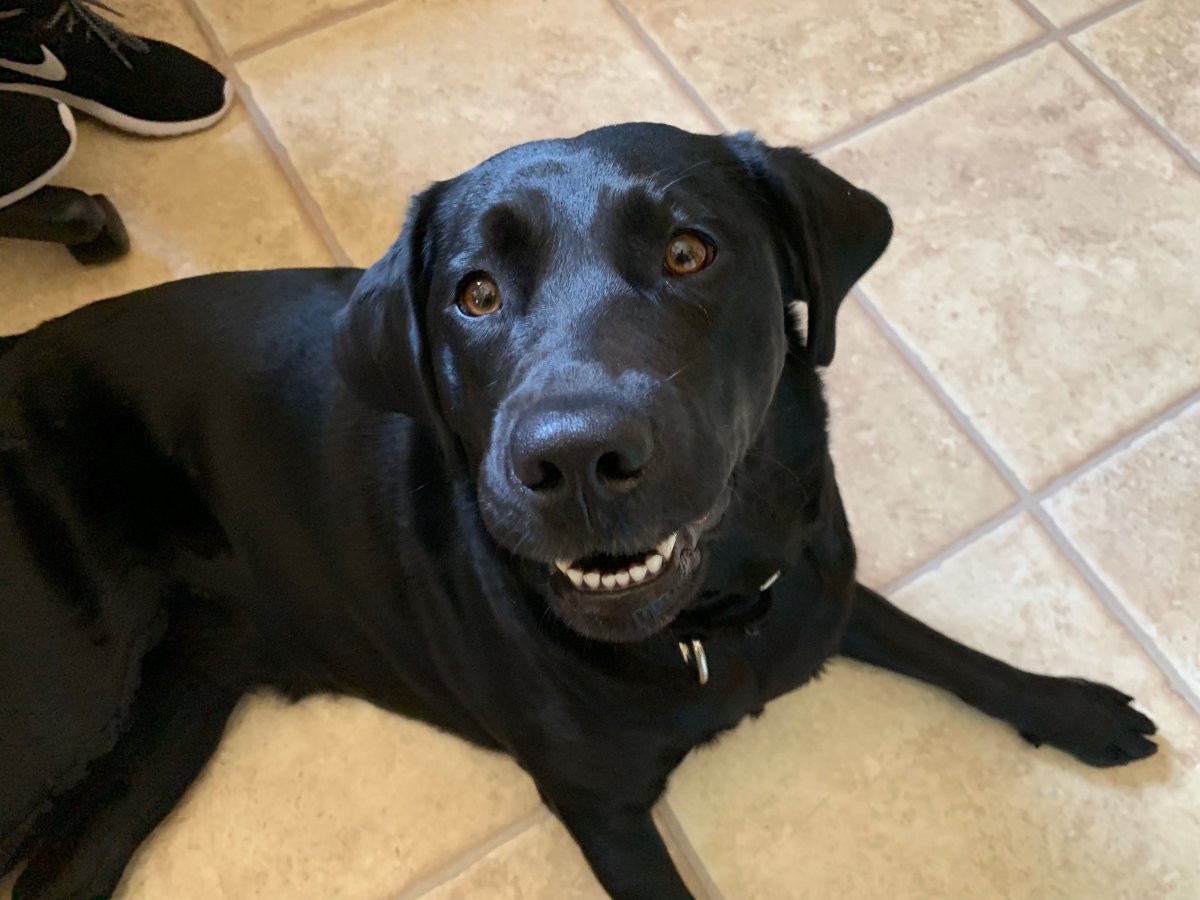 Лабрадор ретривер счастливый