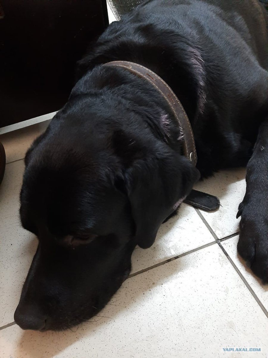 Лабрадор Блэк водолаз