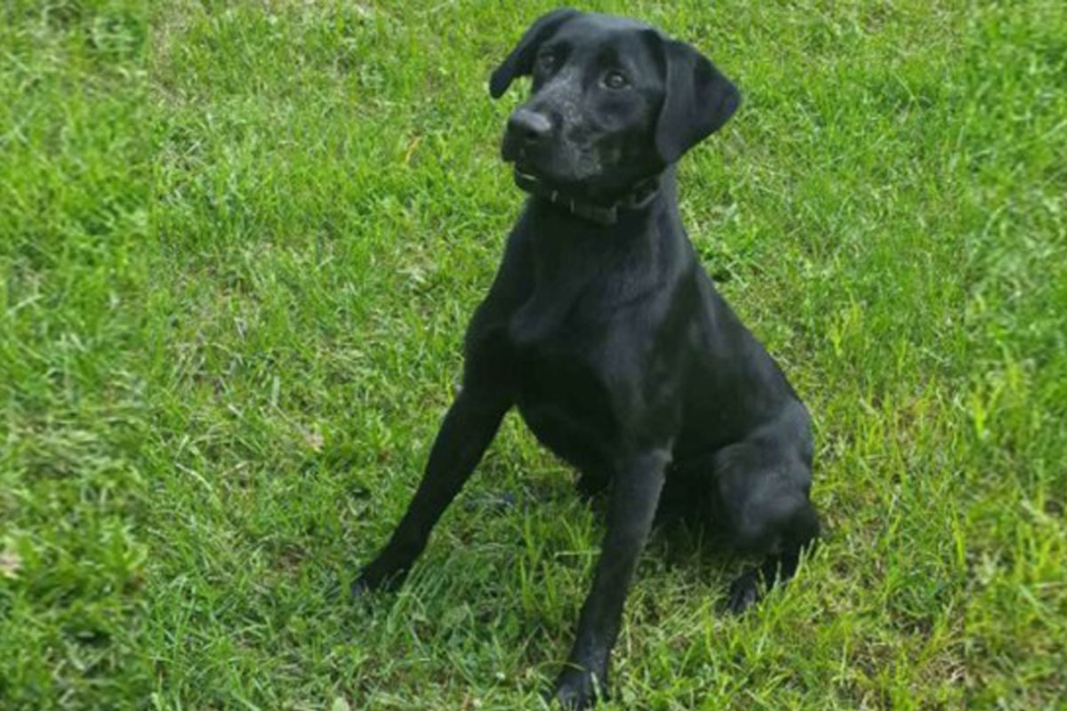 Лабрадор черный гладкошерстный