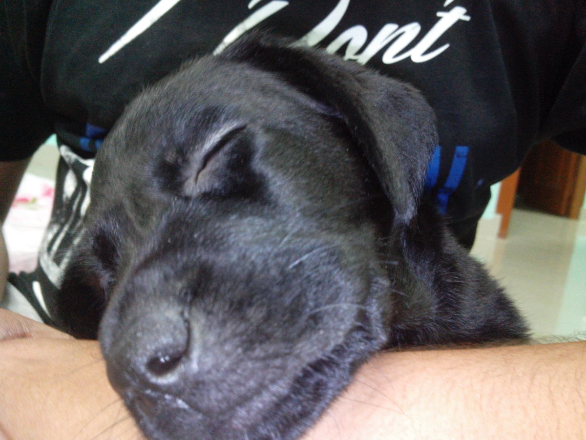 Лабрадор ретривер обои