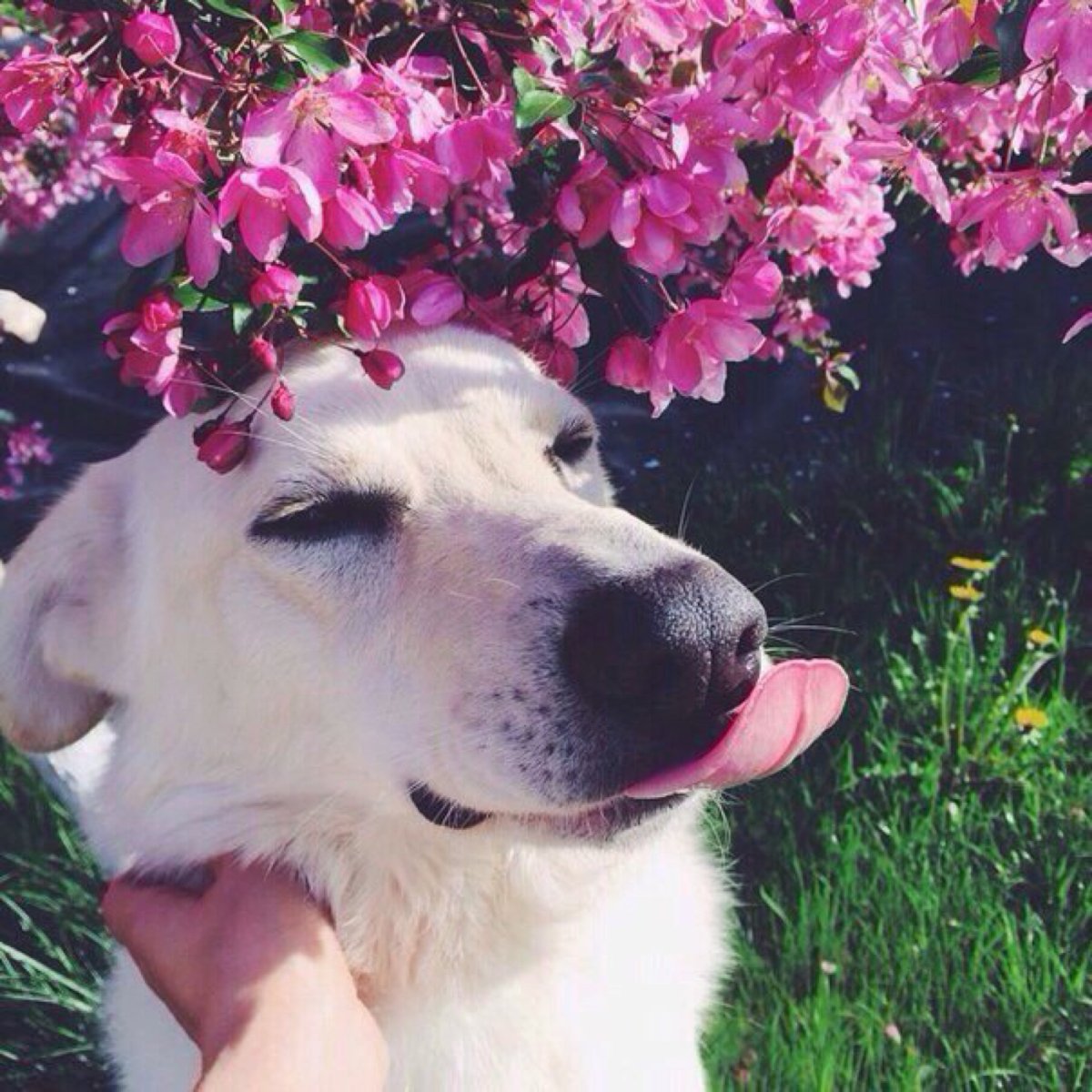 Лабрадор со стоячими ушами