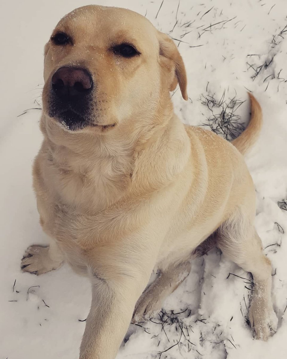 Black Lab купить