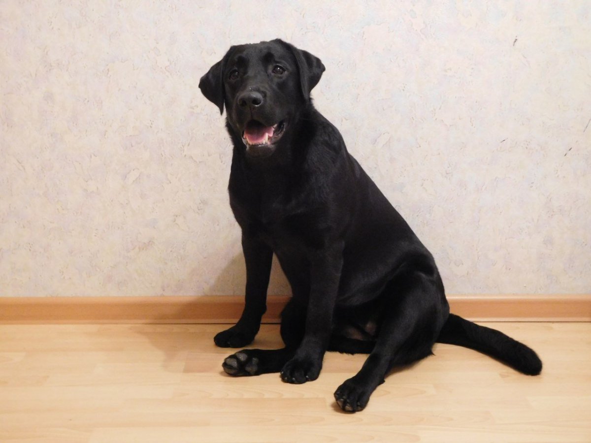 Лабрадор ретривер рост в холке