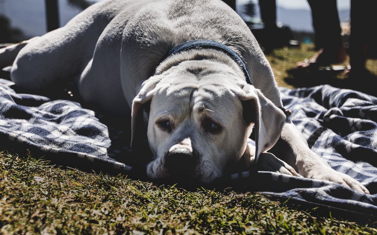 Доберман-пинчер альбинос