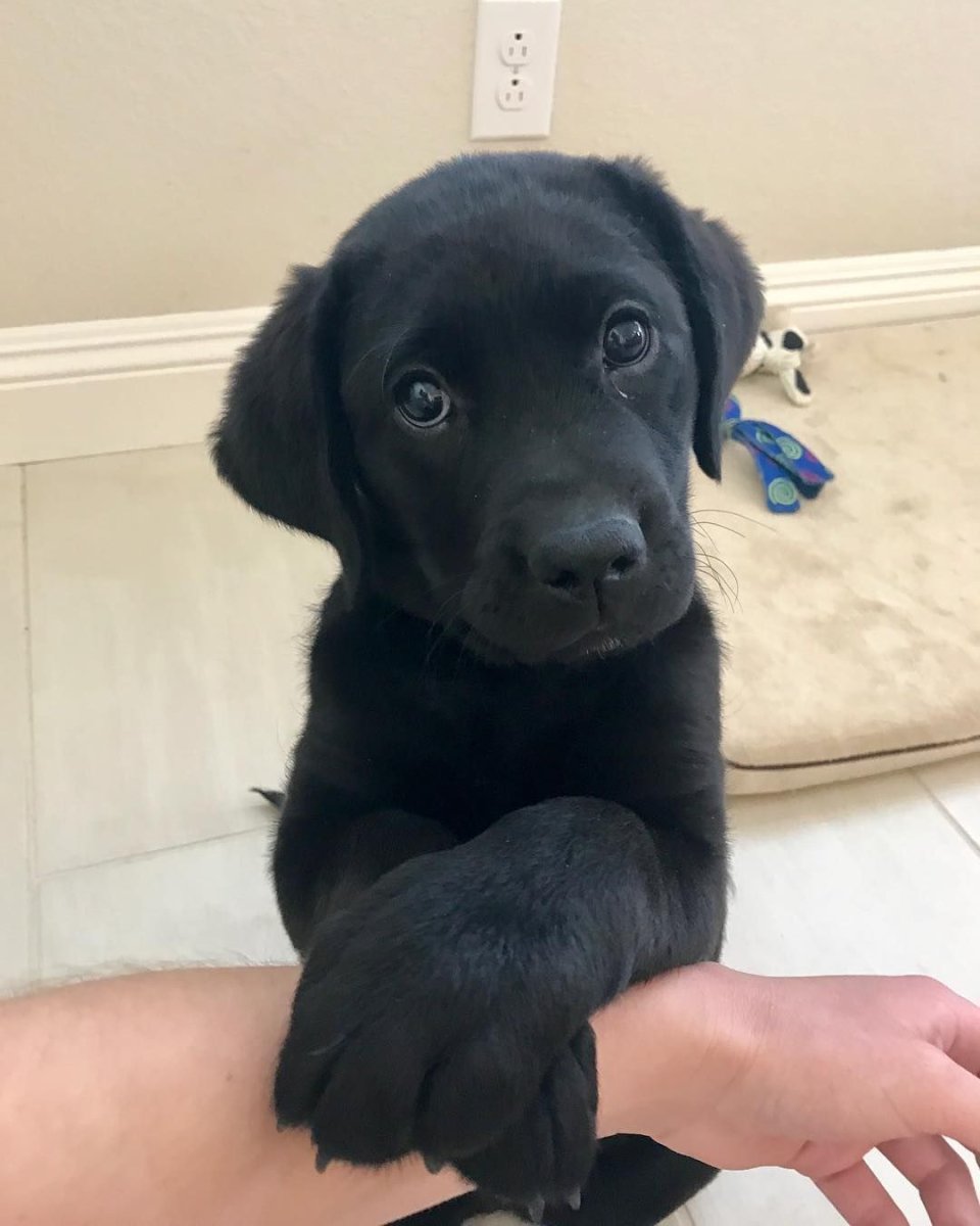 Канадский лабрадорртривр