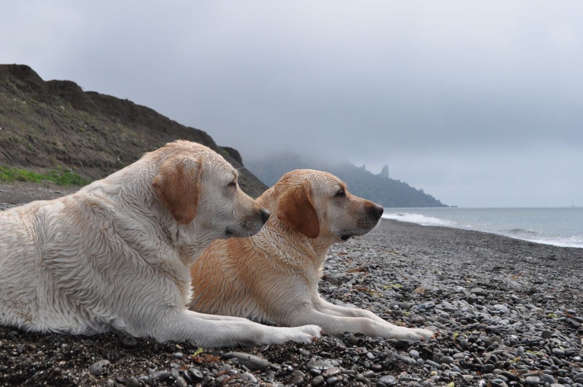 Мини лабрадор