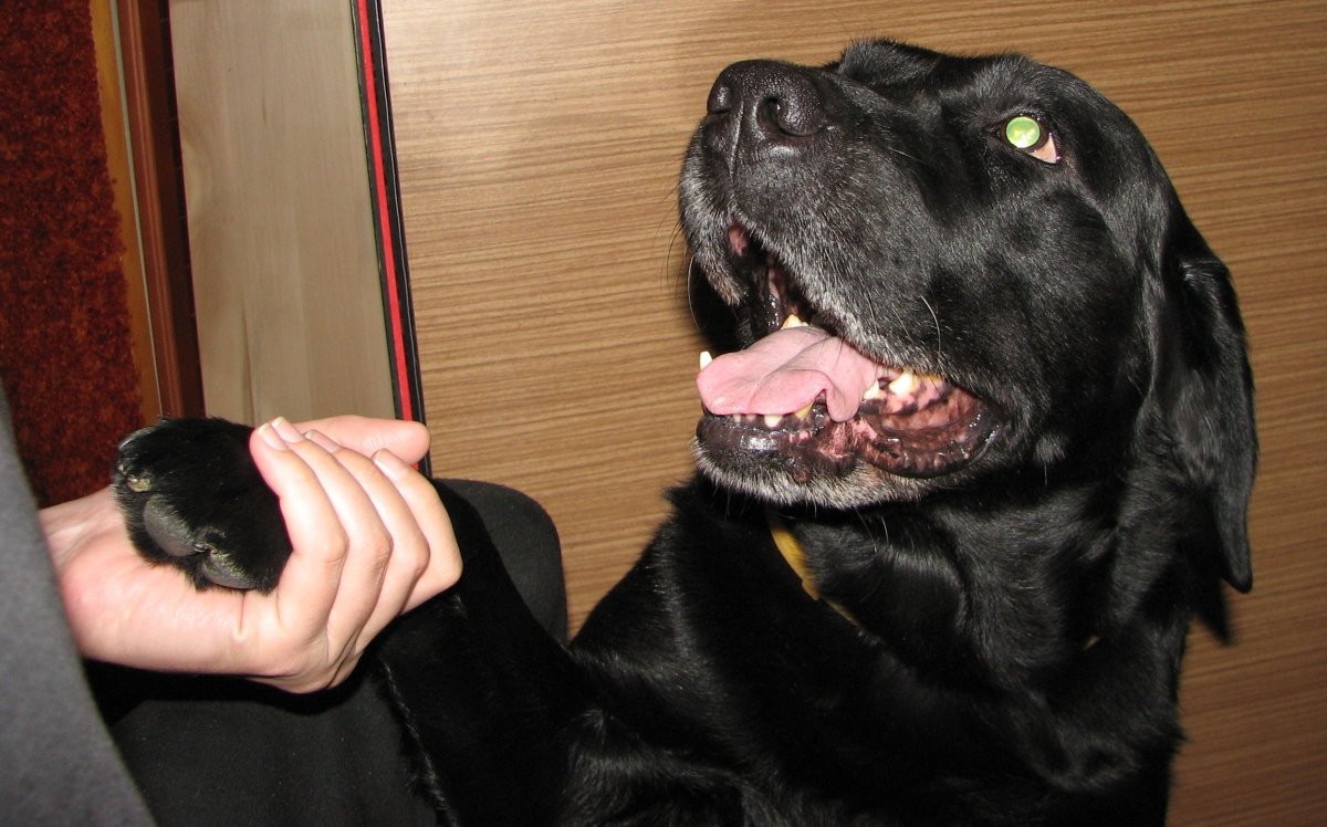 Алабай некупированный