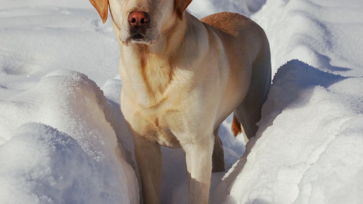 Лабрадор Ирвин