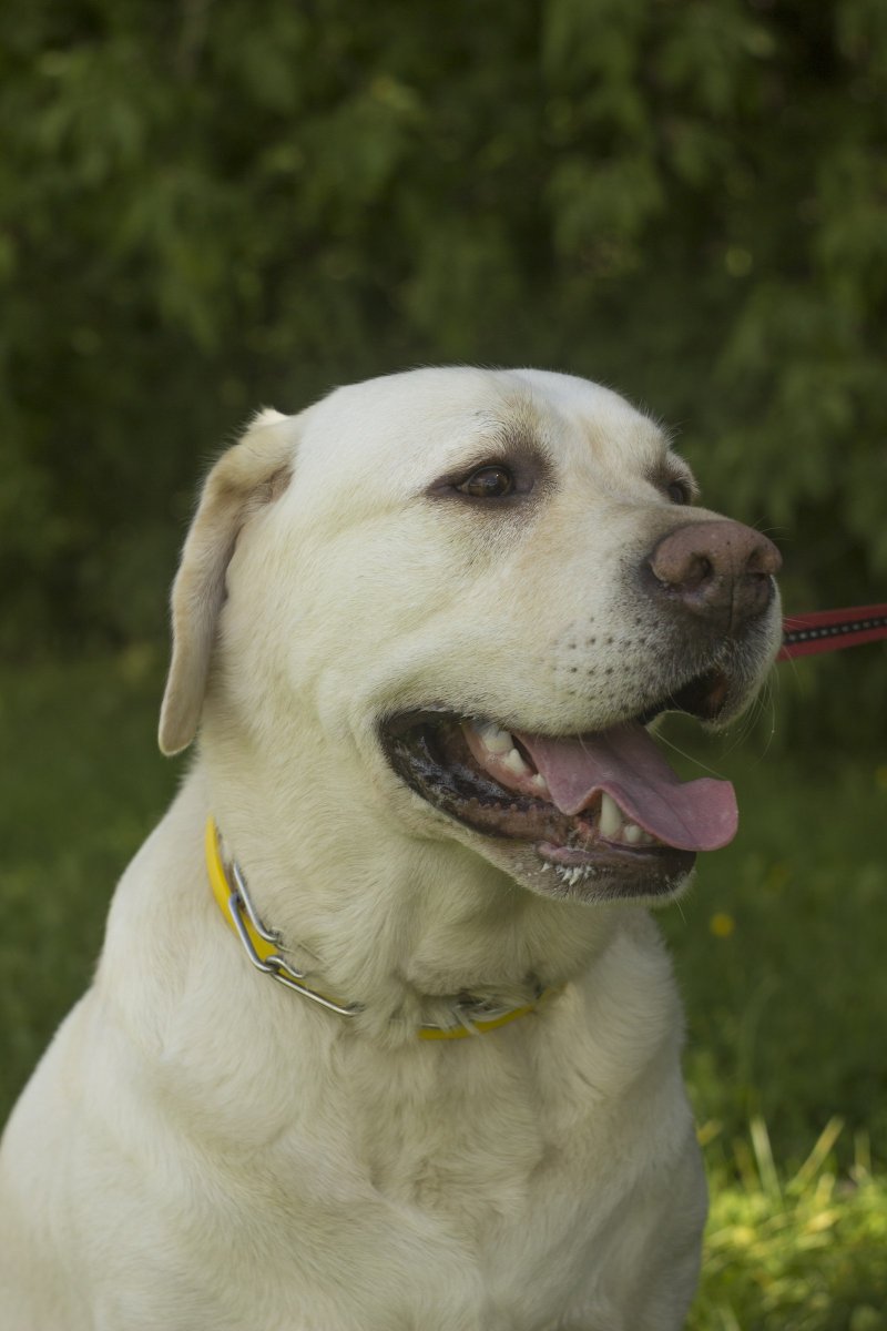 Голова Голден ретривера