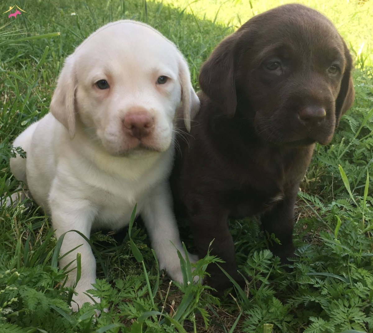 Лабрадор уличная или домашняя собака