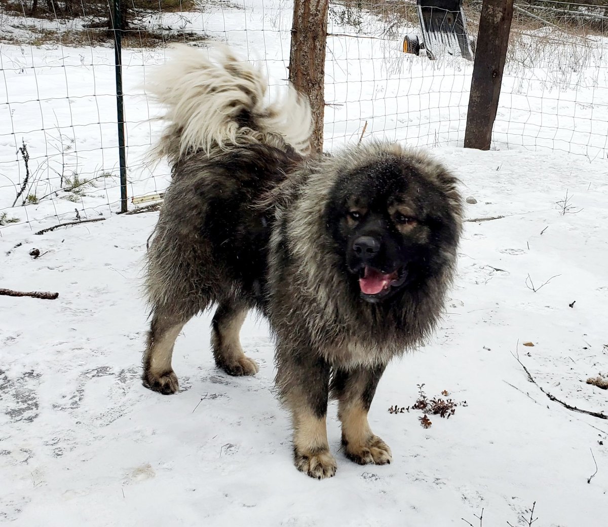 Белая Кавказская овчарка- волкодав