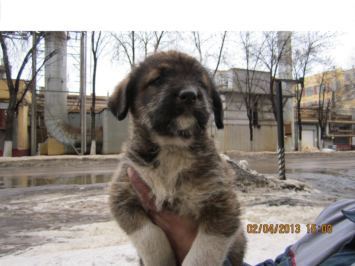 Помесь овчарки и алабая