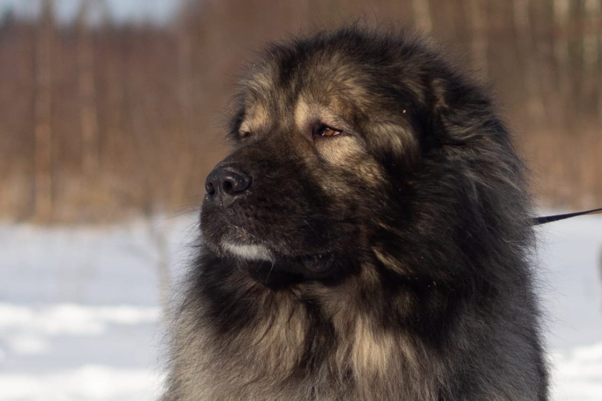 Щенок 3 месяца метис кавказской овчарки