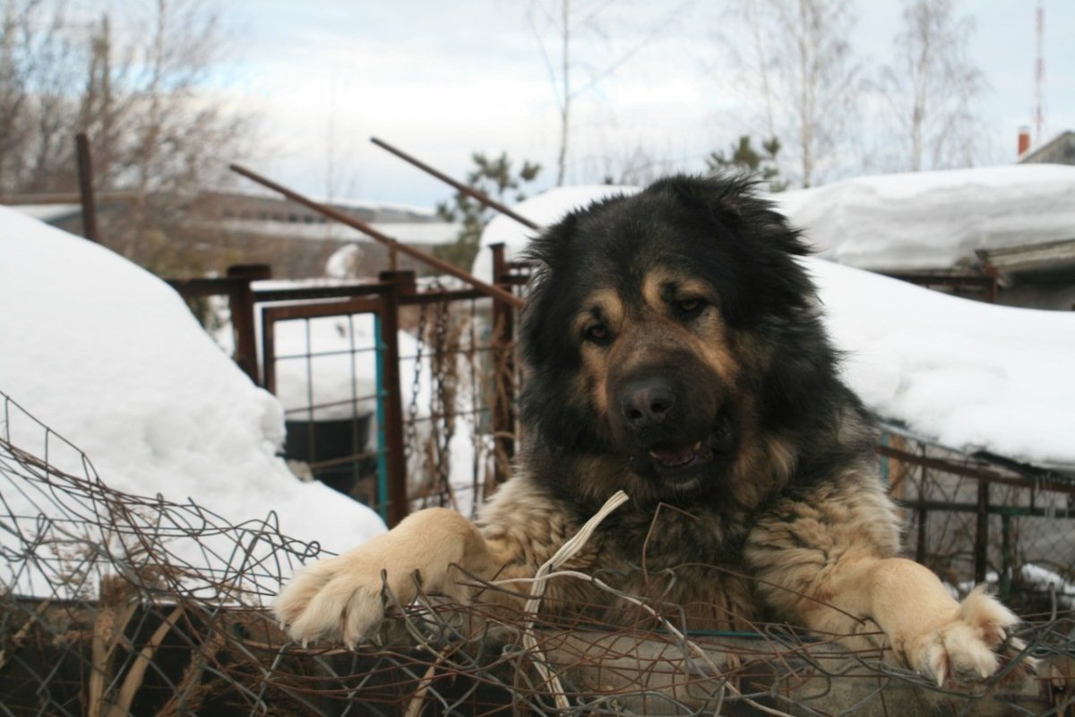 Помесь Московской сторожевой и кавказской овчарки