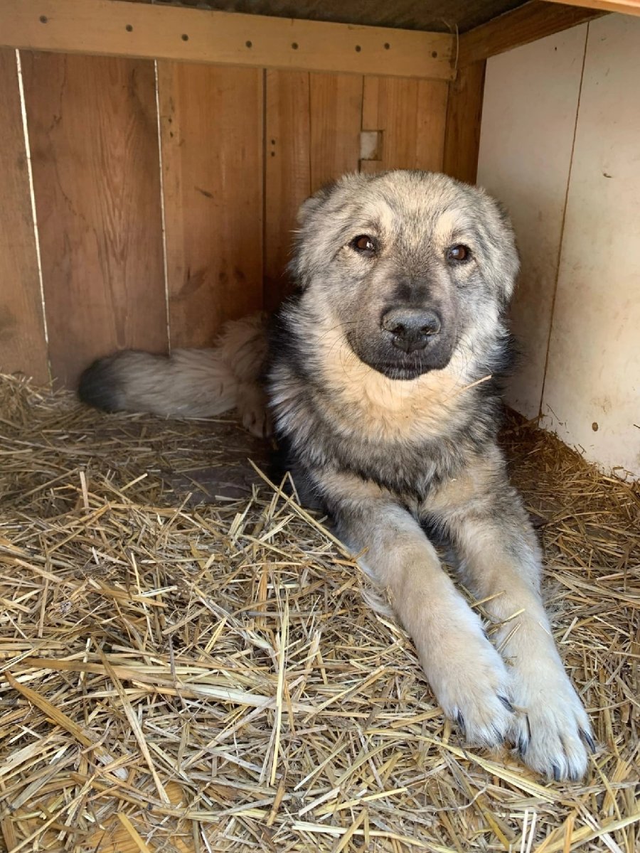 Щенки кавказской овчарки помесь 1 месяц