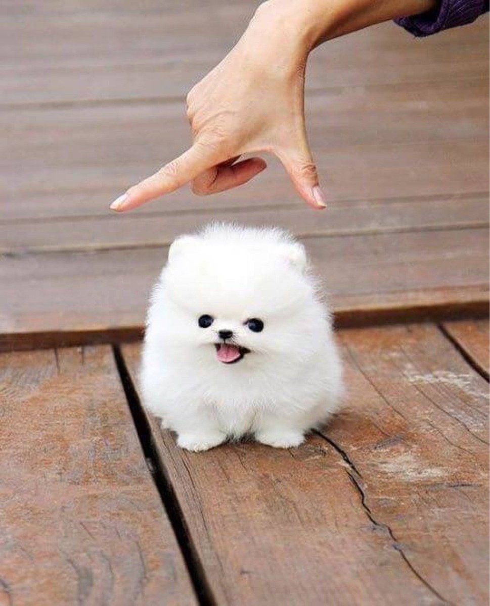 Мини милая собачка