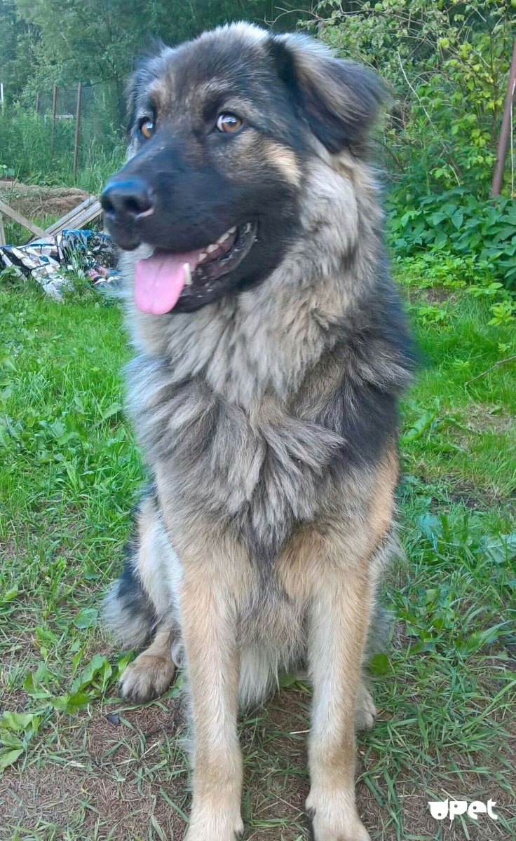 Метис хаски и кавказской овчарки