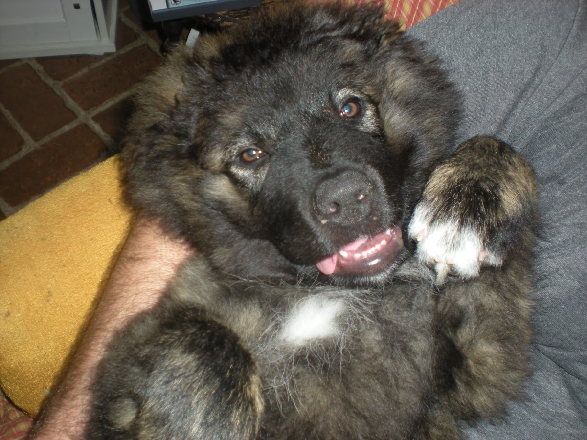 Помесь хаски и кавказской овчарки