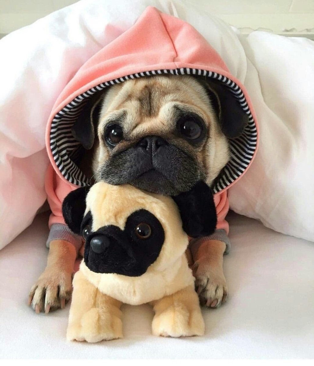 Японский шпиц карликовый померанский