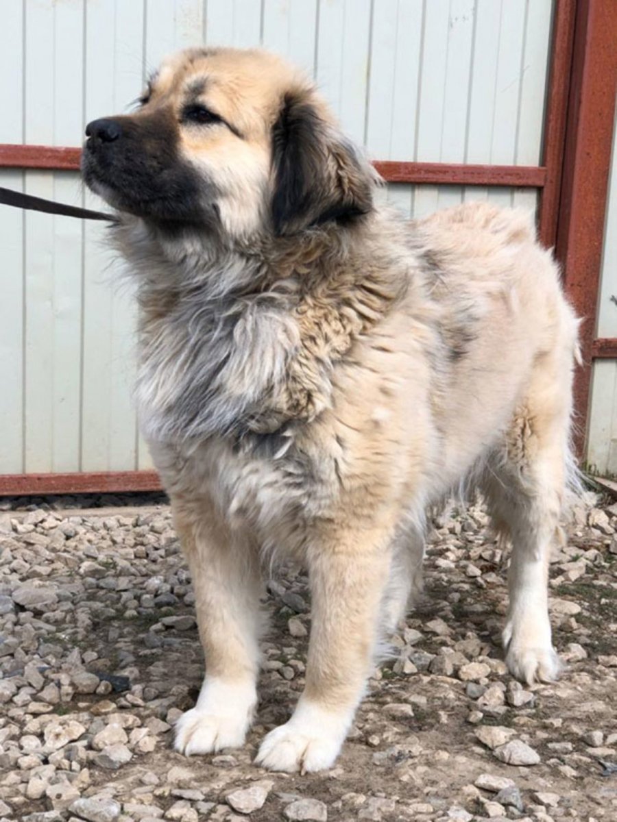 Метис кавказской овчарки