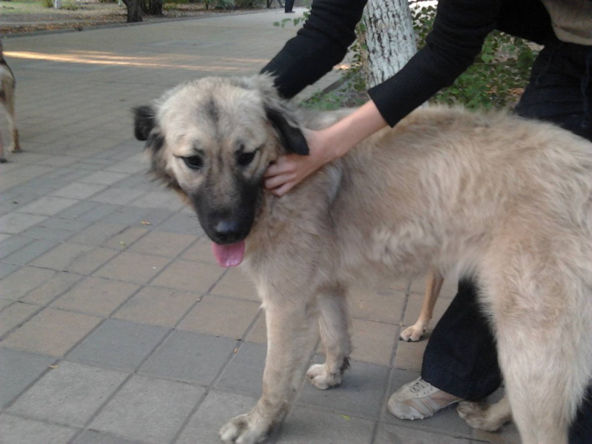 Метис колли и овчарки