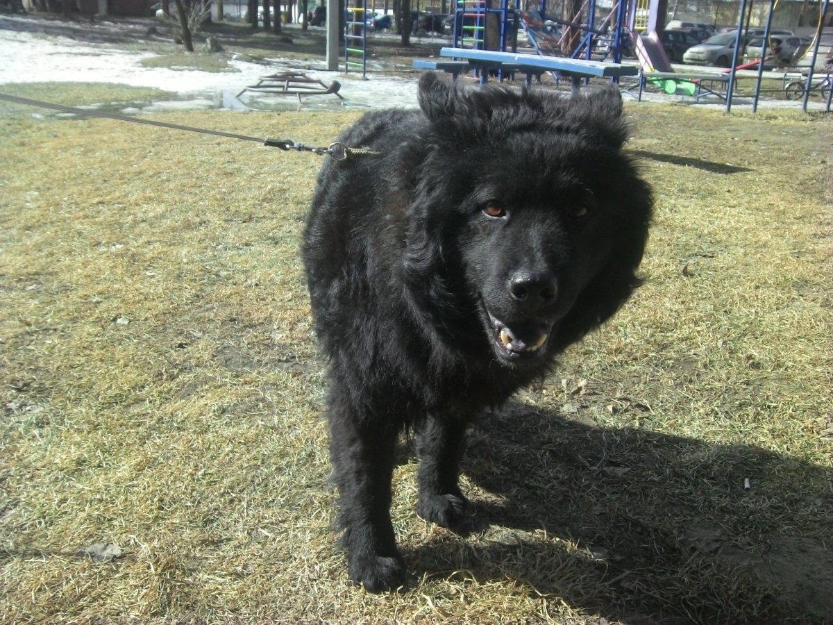 Помесь немецкой овчарки и кавказской овчарки