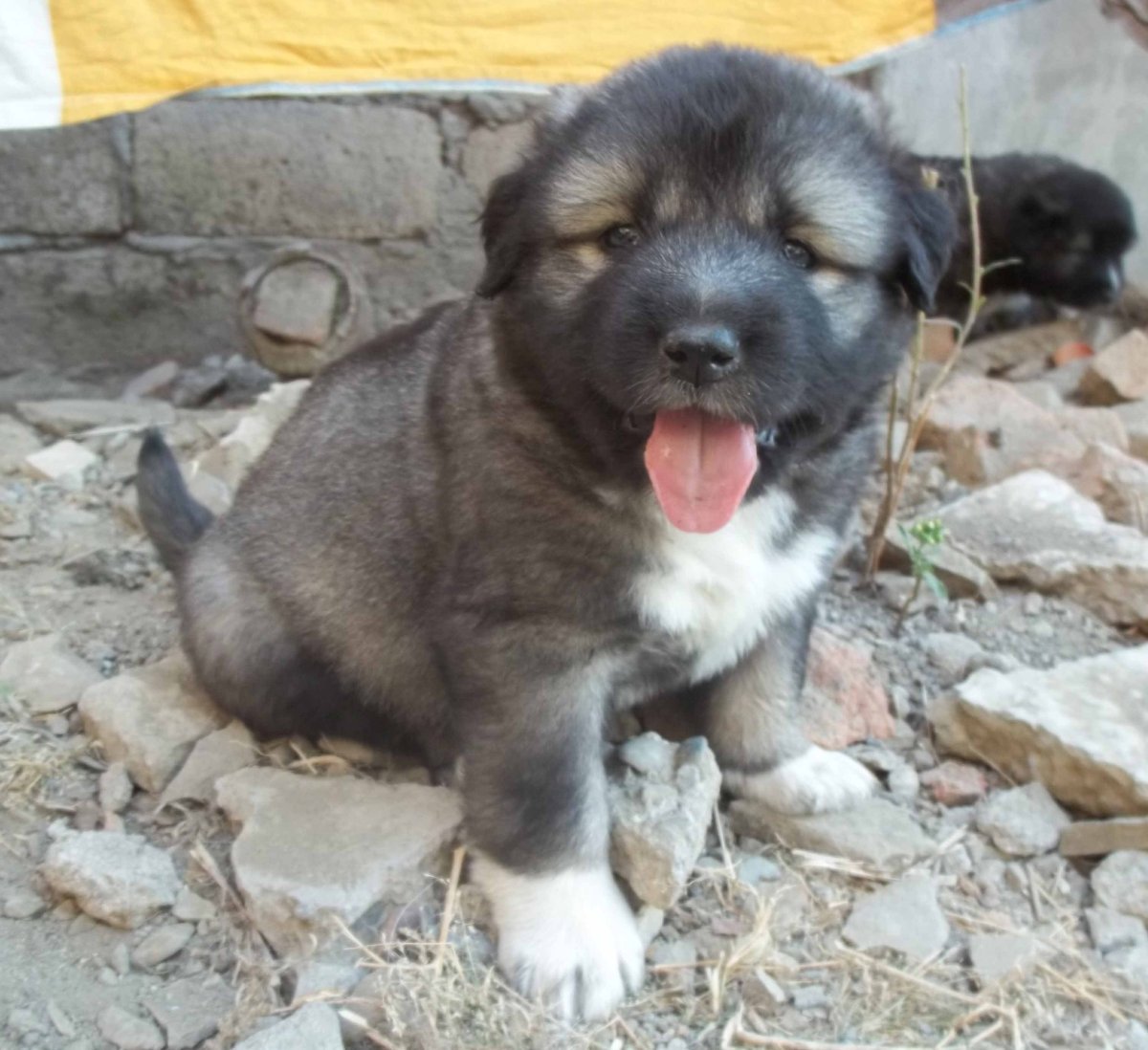 Кавказская овчарка черная метис