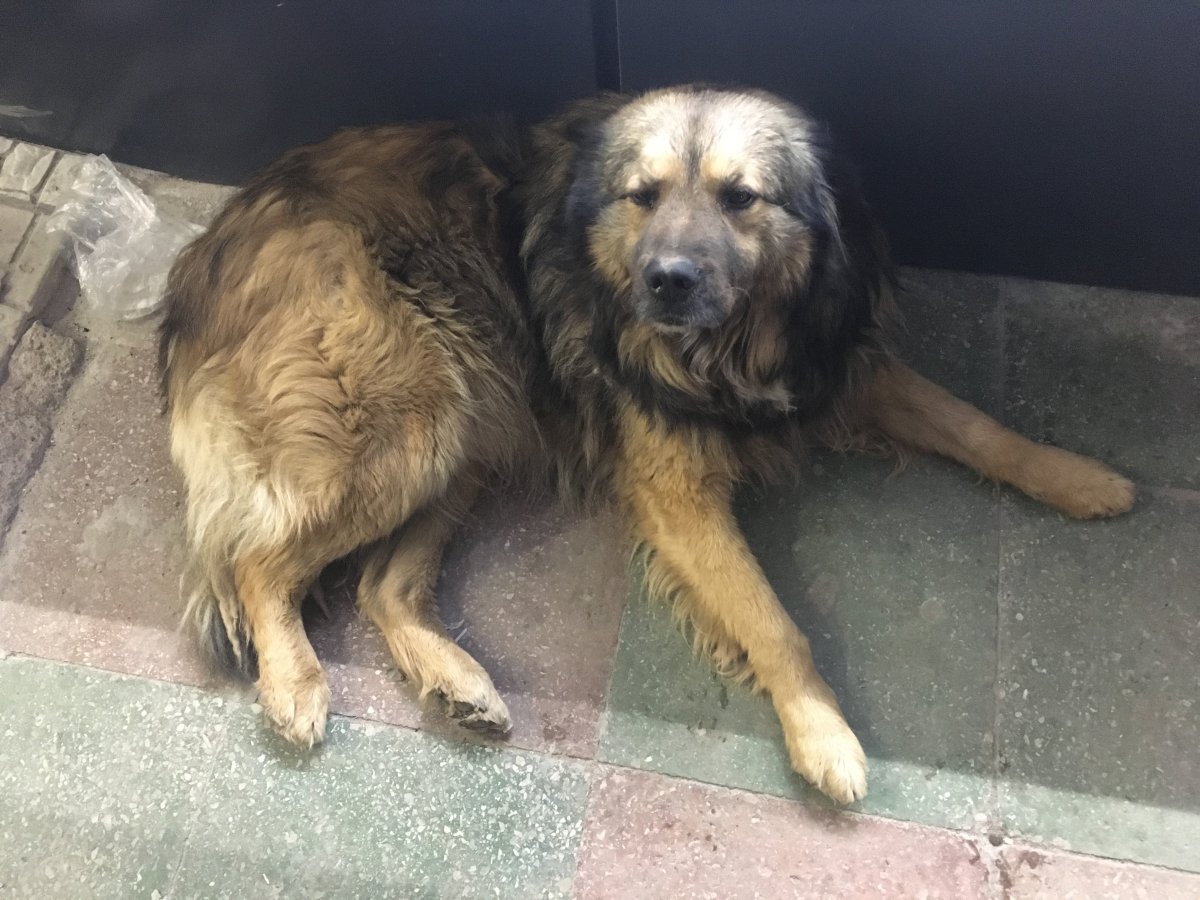 Метис кавказской овчарки и дворняги