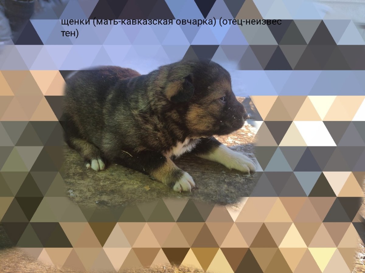 Помесь кавказской овчарки с водолазом