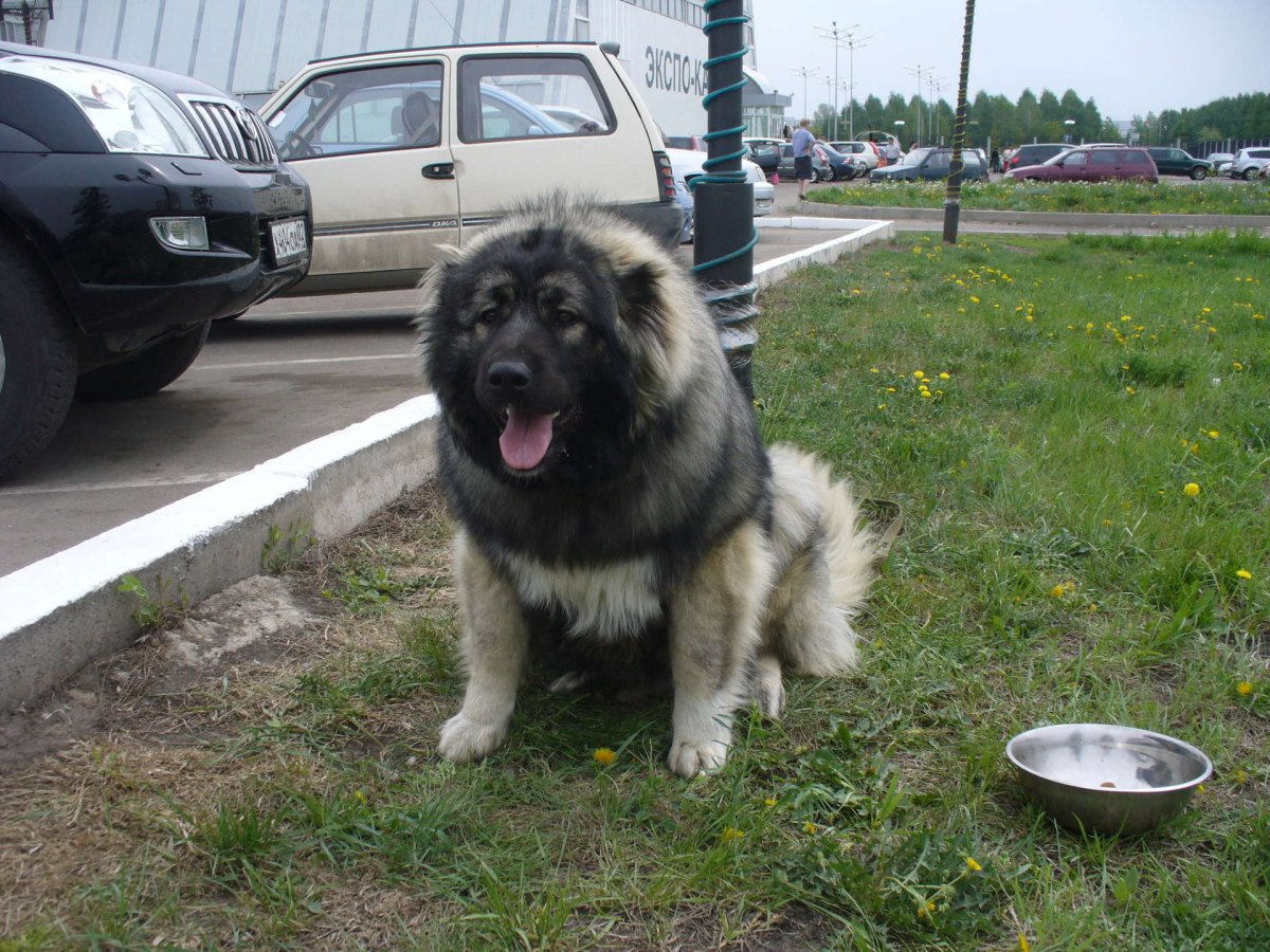 Помесь кавказской овчарки