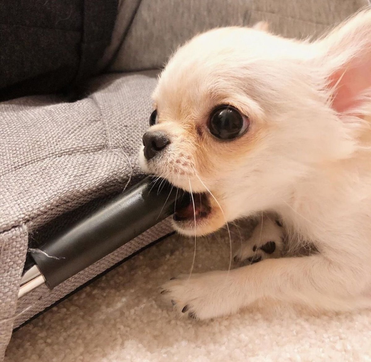 Корейская маленькая собачка