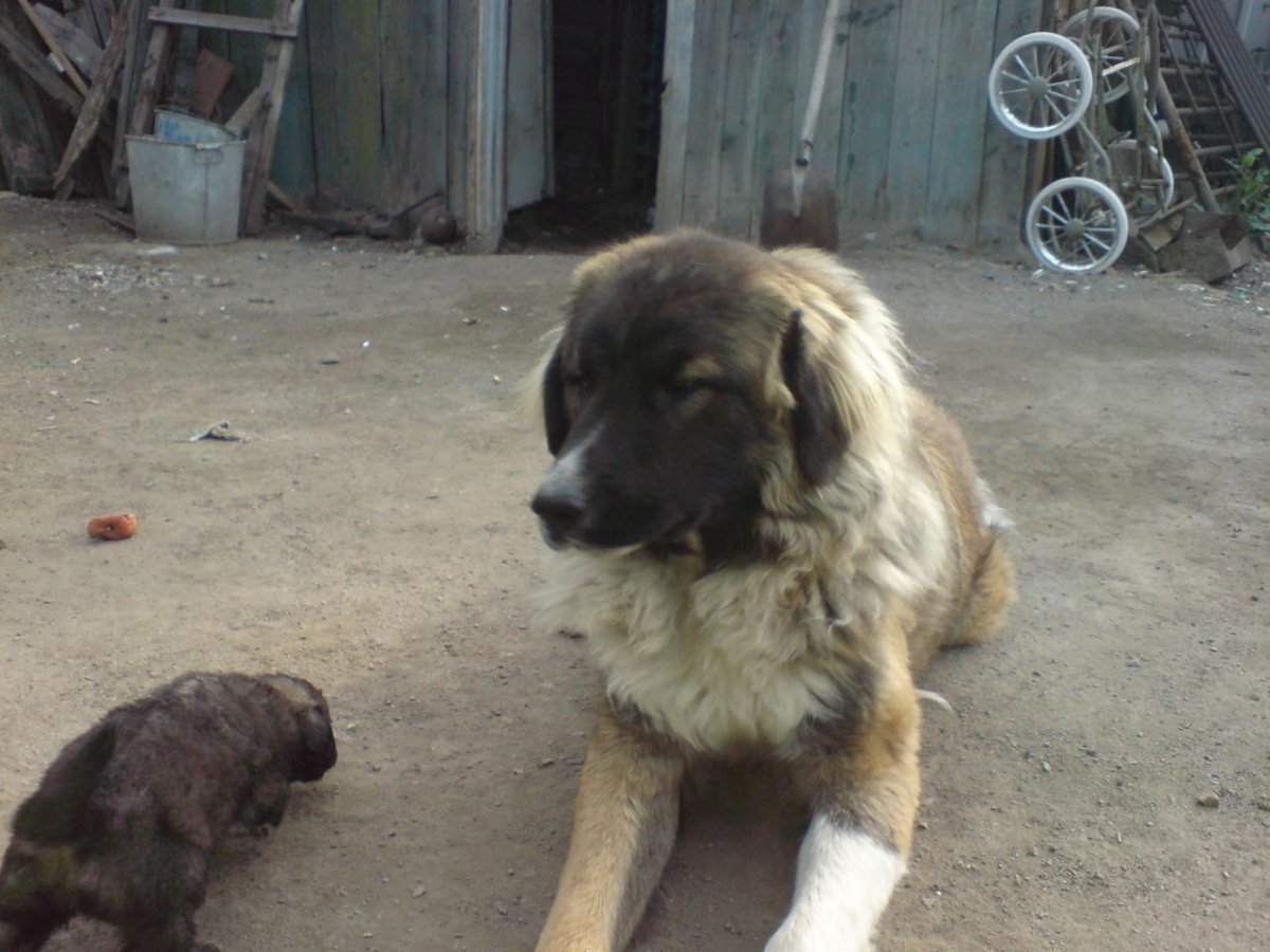 Метис ВЕО И дворняги