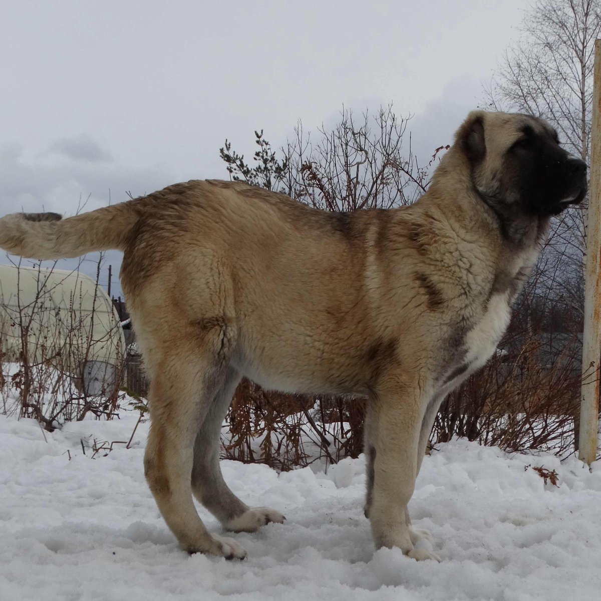 Настоящая Кавказская овчарка