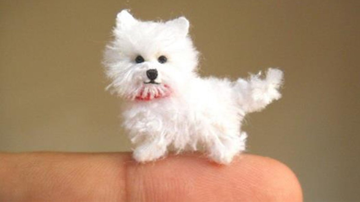 Микра чихуахуа