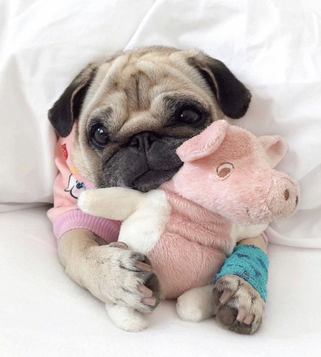 Померанцы очень маленькие щенки