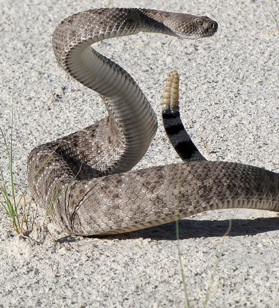 Морские змеи Утриш