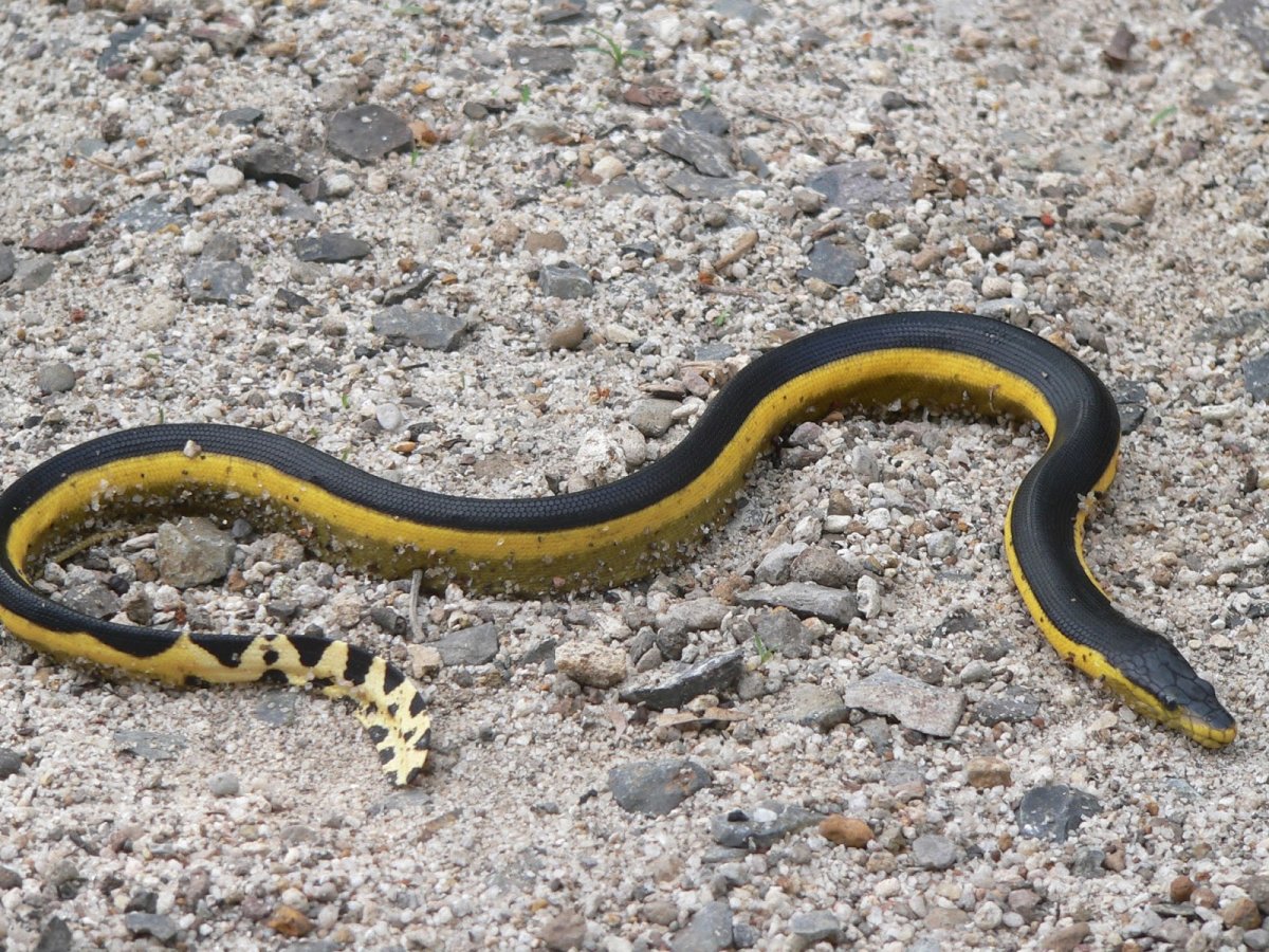 Морская змея Белчера